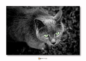 Animal domestique chat