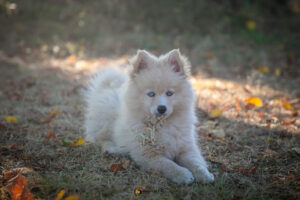 Animaux_Chiens_7J6A0391