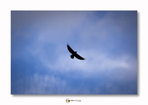 Oiseaux Corbeau