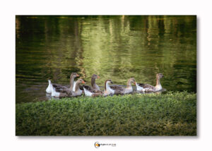 oiseaux Canards