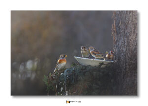 Animaux_Oiseaux_IMG_2131-Modifier