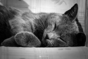 Animaux_Chats_IMG_2474