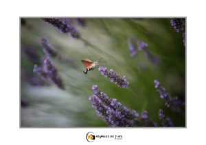 Animaux insectes papillons